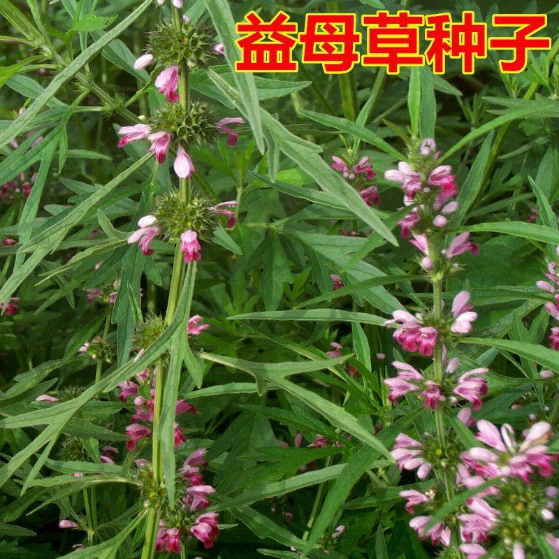 益母草药用药材四季种易活花种子花籽室内盆栽庭院绿化多年生