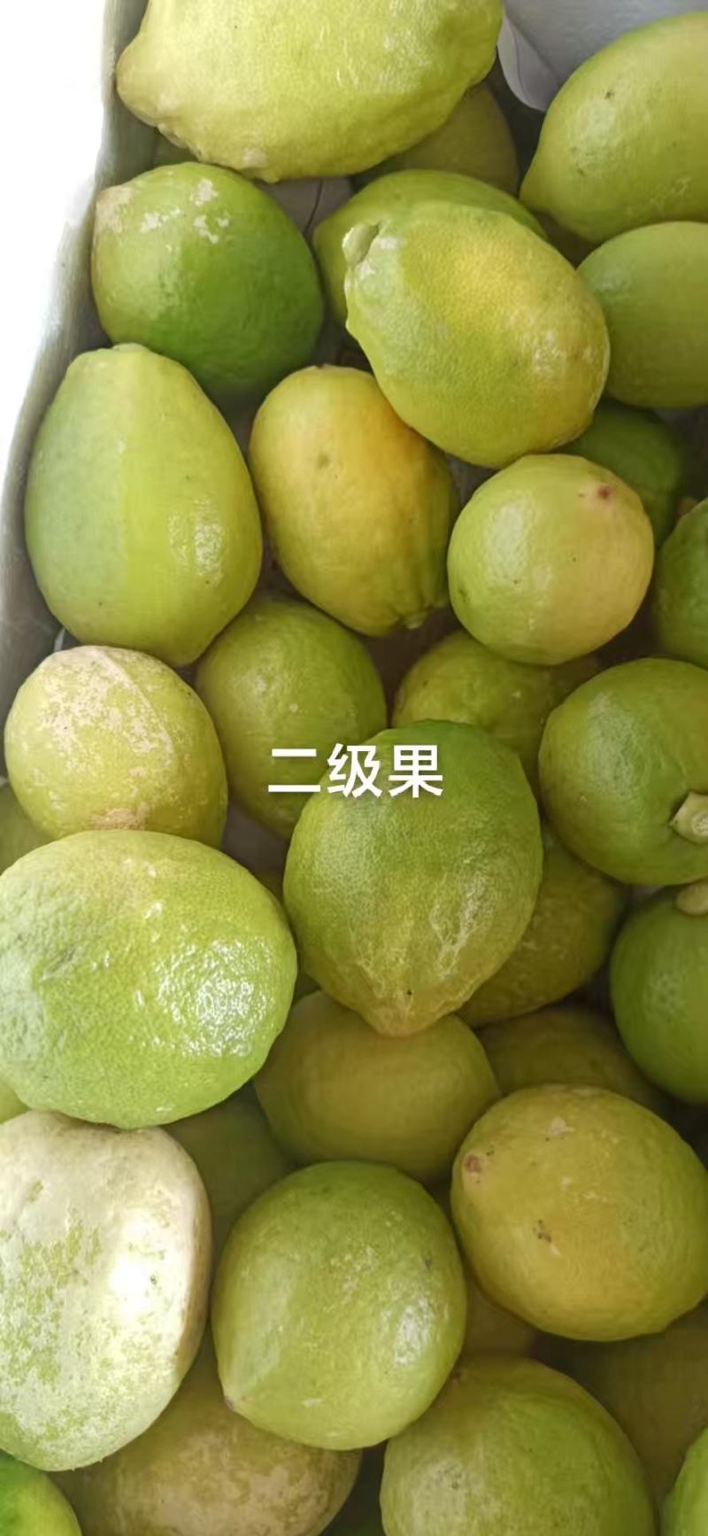 广东香水柠檬大量上市货源充足欢迎各位新老客户来电谈合作