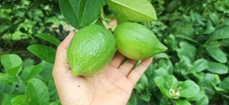 广东香水柠檬大量上市货源充足欢迎各位新老客户来电谈合作