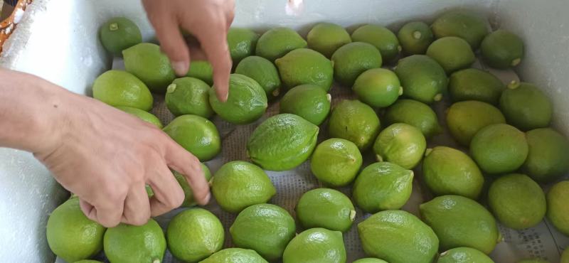 广东香水柠檬大量上市货源充足欢迎各位新老客户来电谈合作