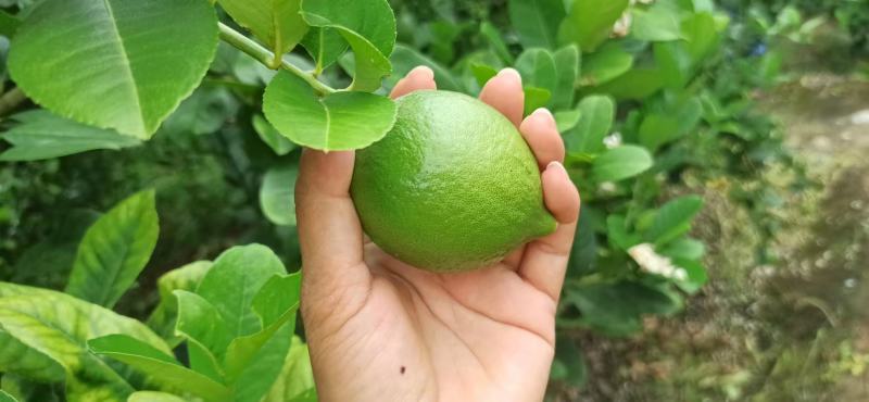 广东香水柠檬大量上市货源充足欢迎各位新老客户来电谈合作