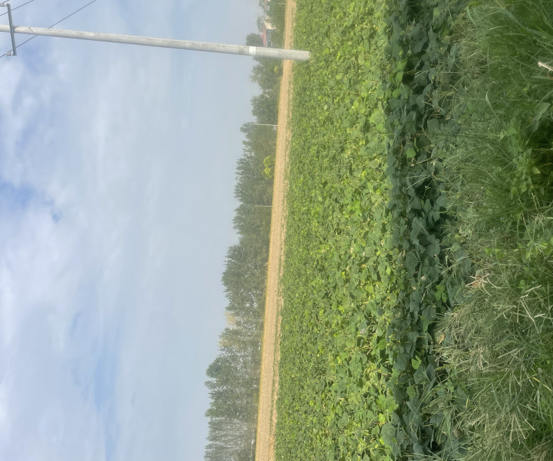 又脆又甜的地瓜