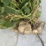 又脆又甜的地瓜