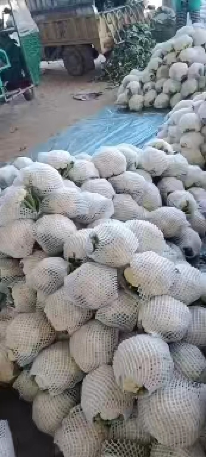 菜花