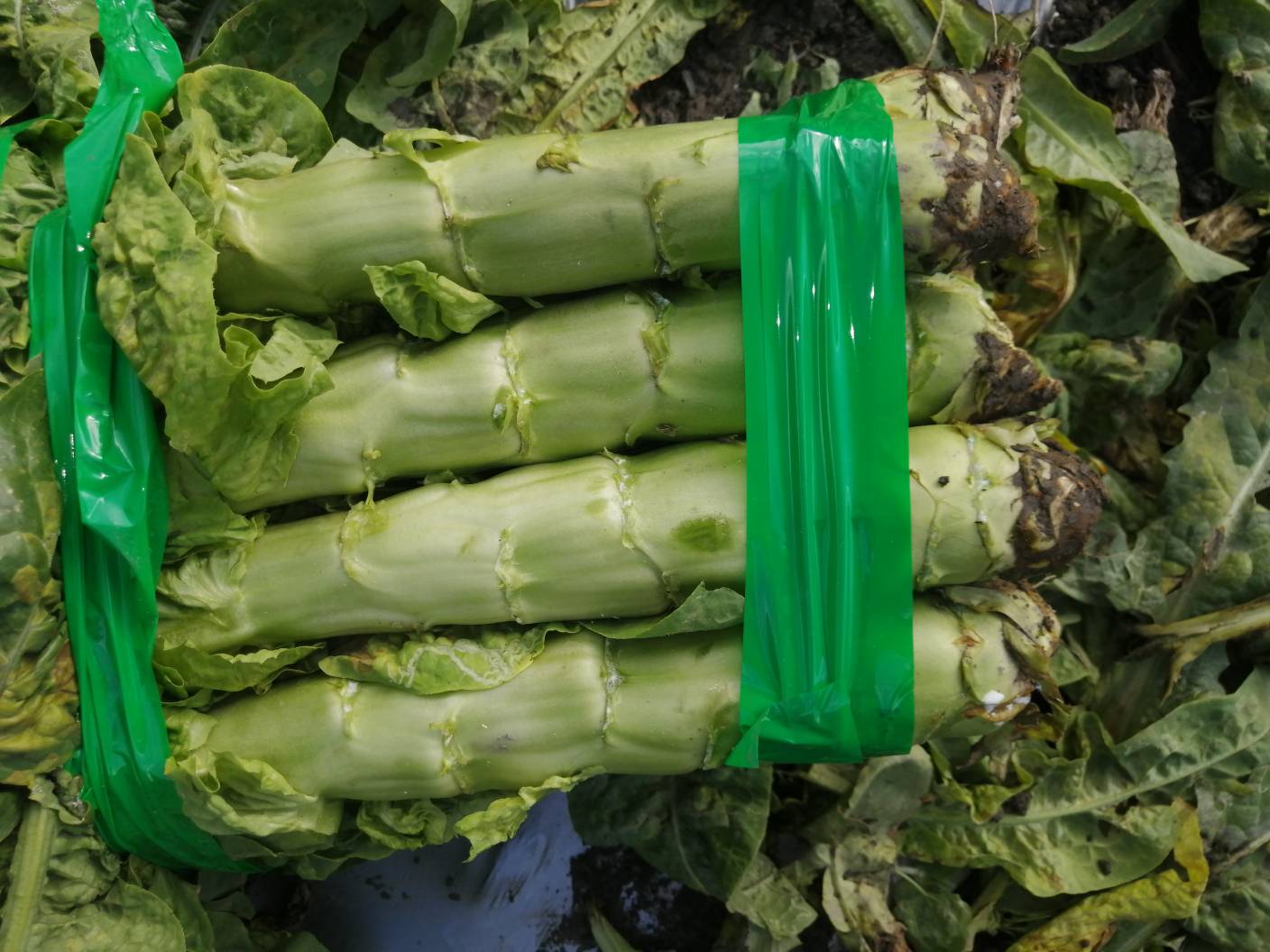 莴笋叶可能引发过敏反应