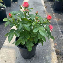 月季盆栽发货红果汁阳台花量大花色持久有香味新品月季勤花