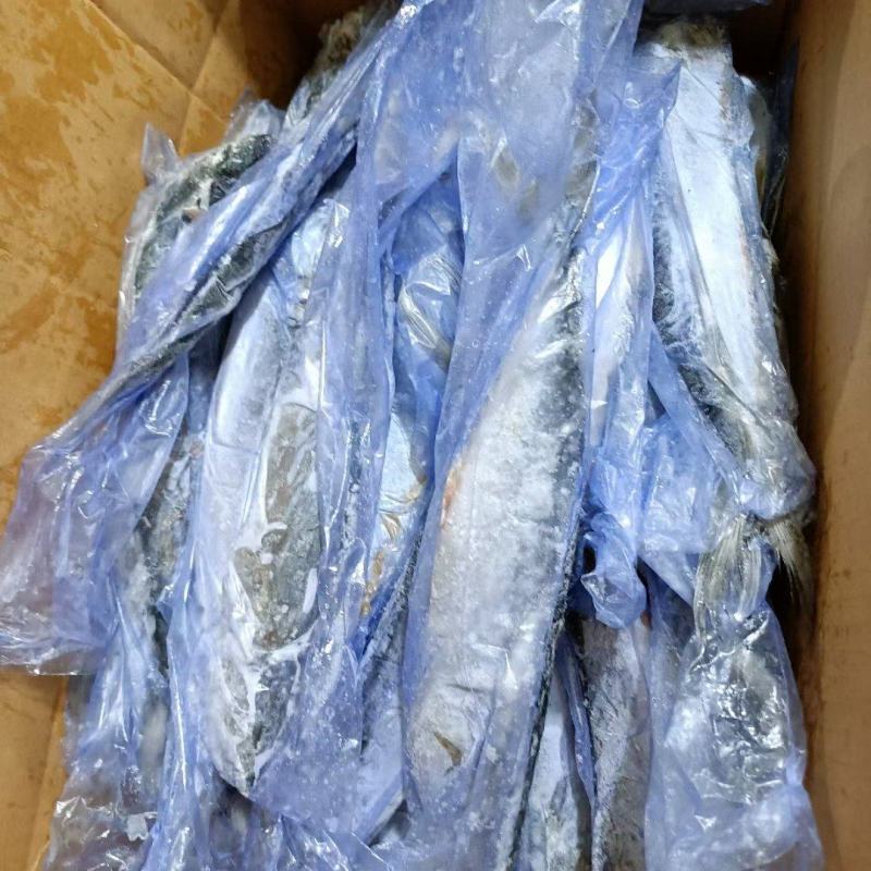 山东鲅鱼各规格都有一手货源品质保证诚信经营
