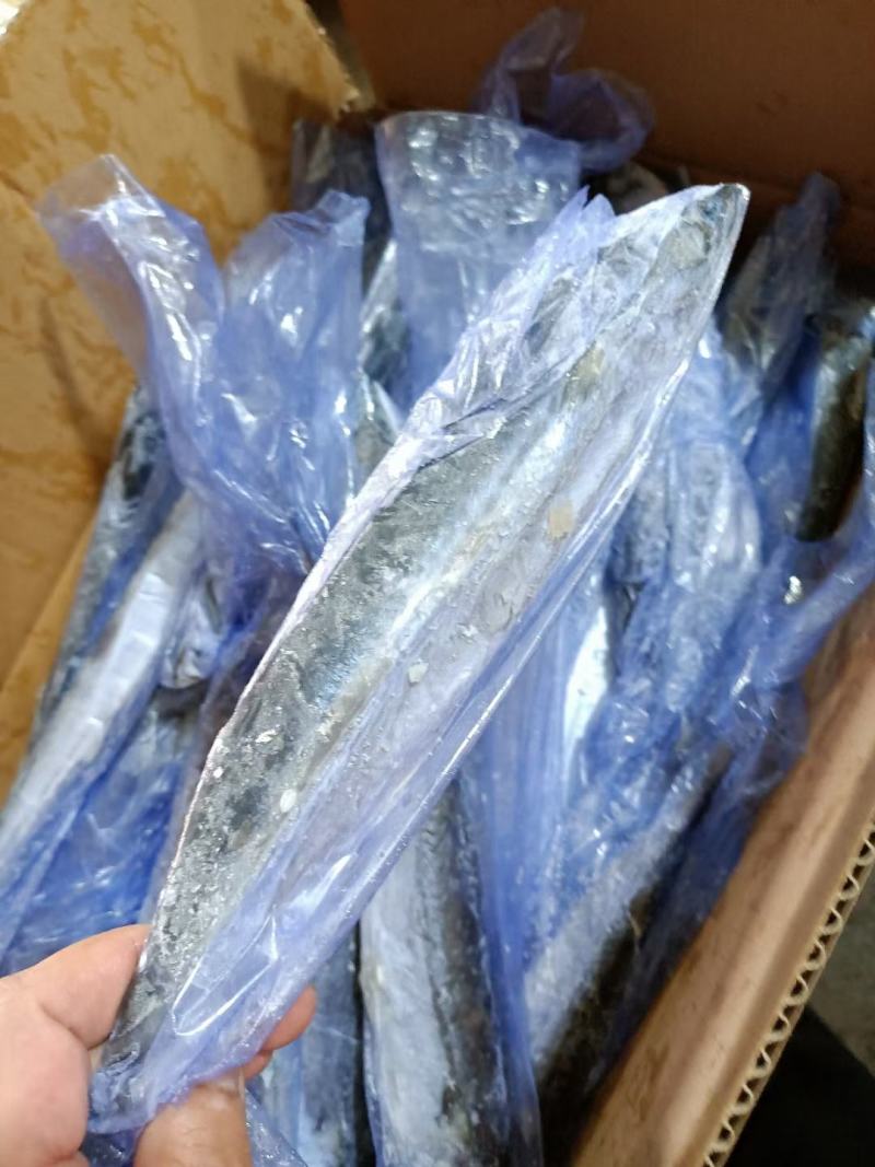山东鲅鱼各规格都有一手货源品质保证诚信经营