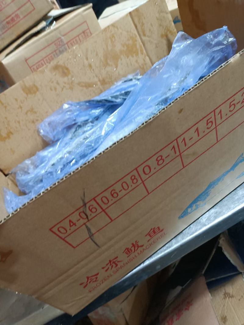 山东鲅鱼各规格都有一手货源品质保证诚信经营