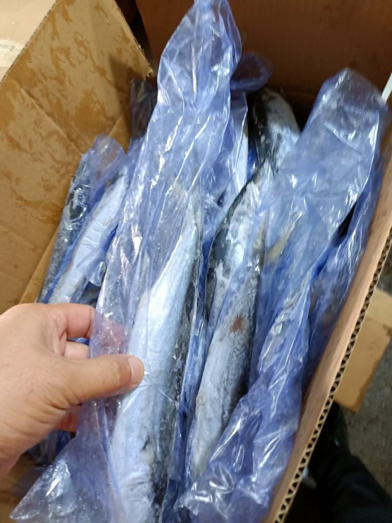 山东鲅鱼各规格都有一手货源品质保证诚信经营
