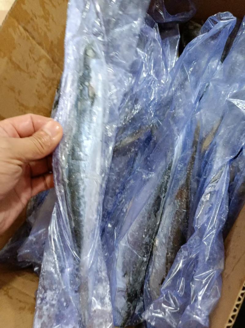 山东鲅鱼各规格都有一手货源品质保证诚信经营