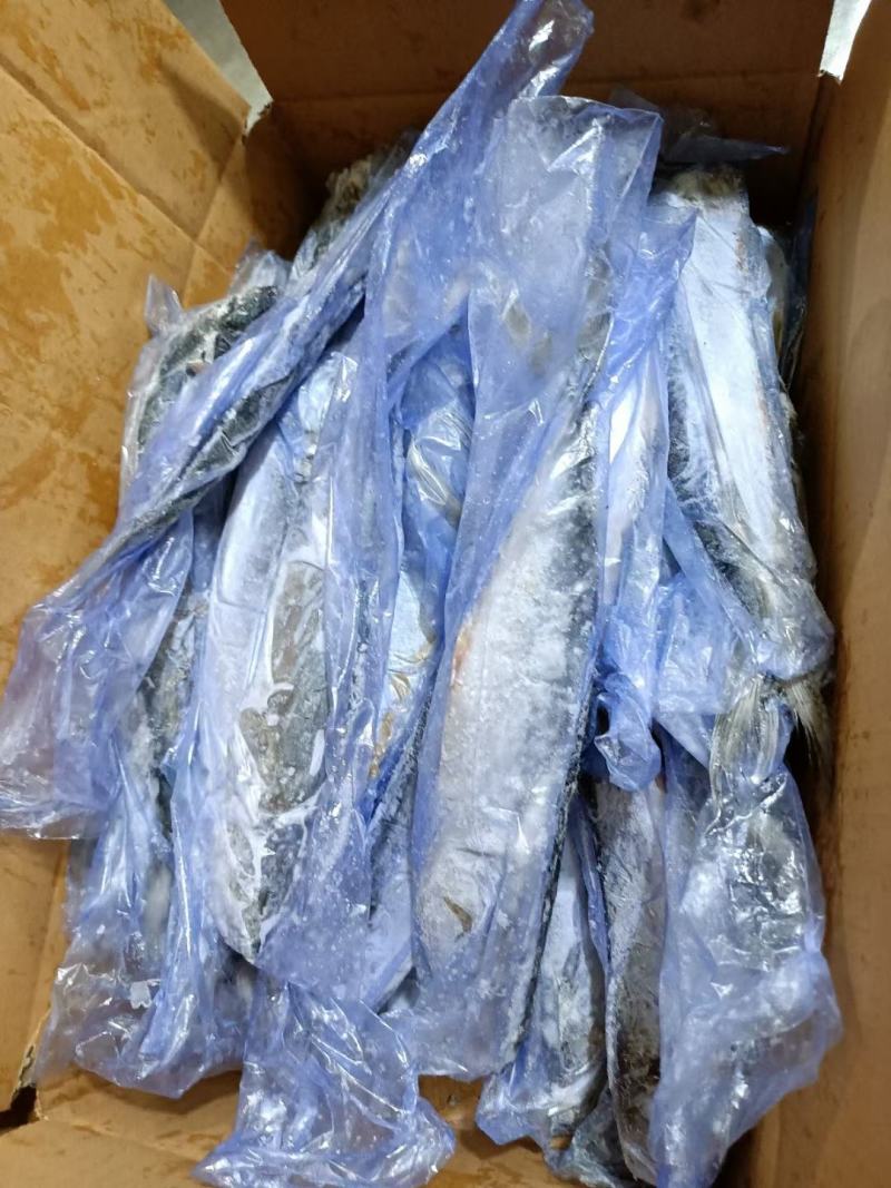 山东鲅鱼各规格都有一手货源品质保证诚信经营