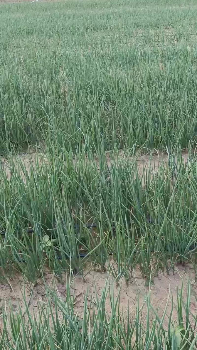 葱苗，3山东铁杆钢葱育苗基地，代育葱苗，全国接单技术支持