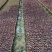 紫薇大量现货基地货源，量大从优欢迎来电洽谈合作