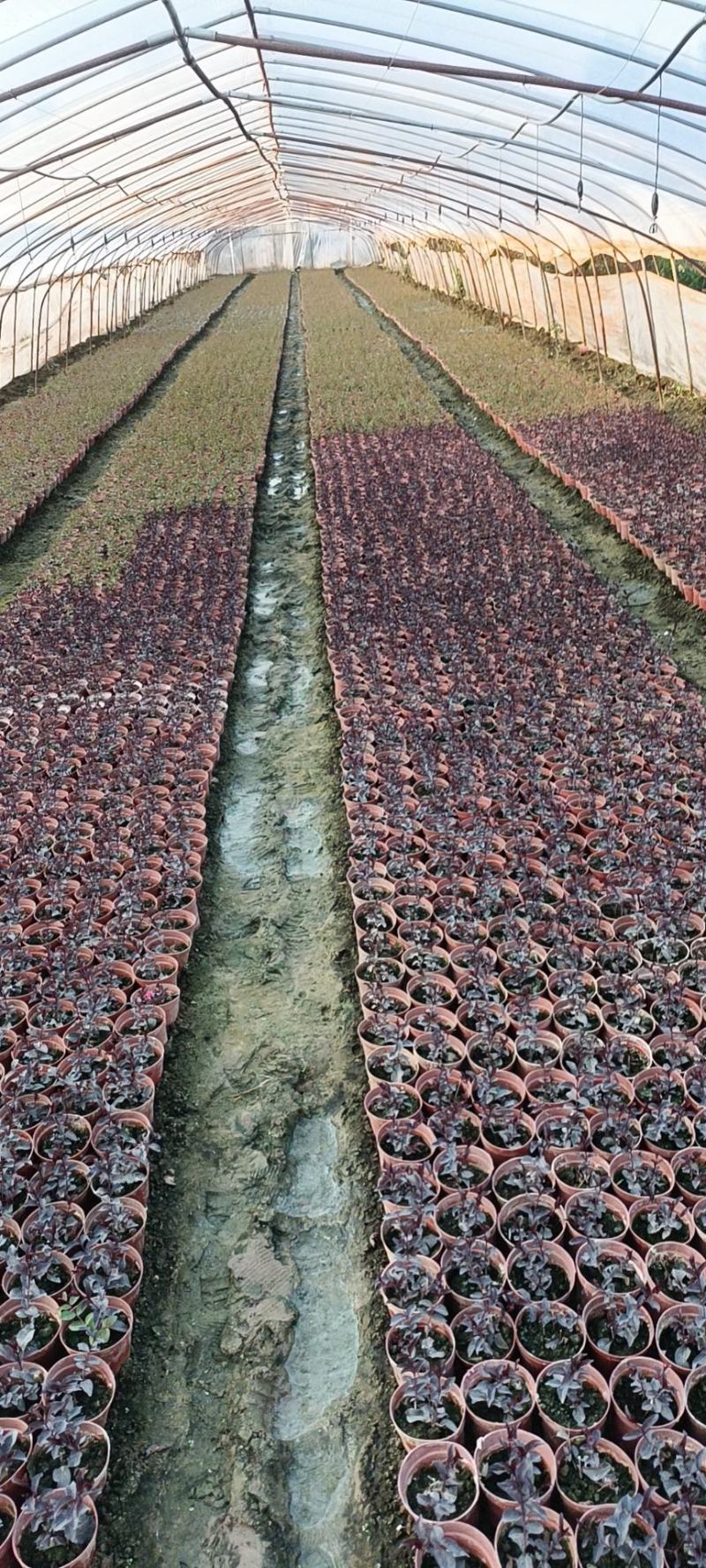 紫薇大量现货基地货源，量大从优欢迎来电洽谈合作