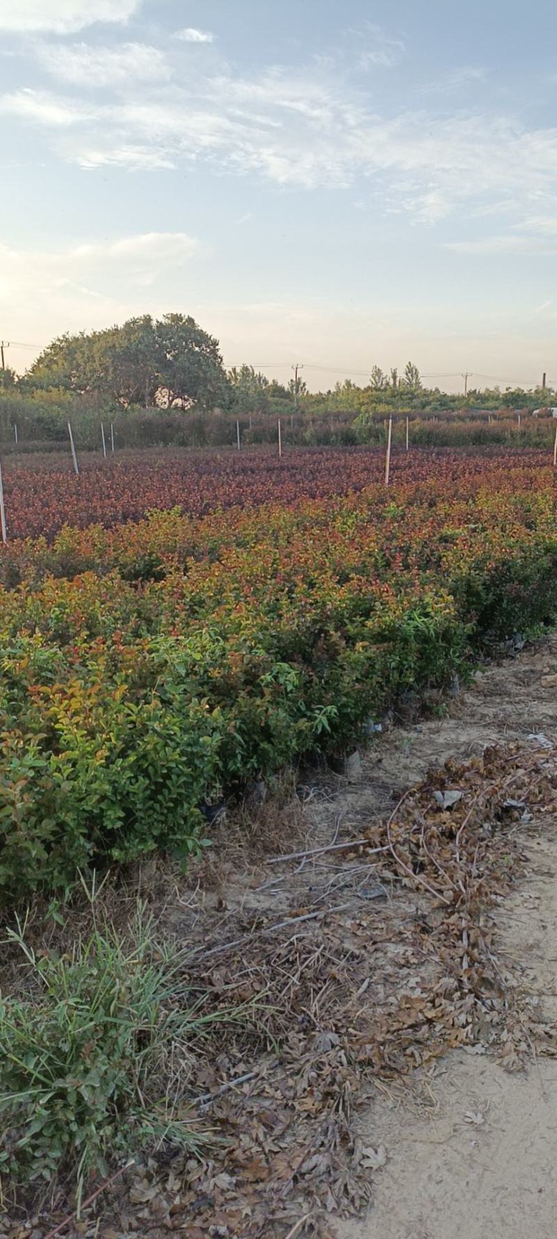 紫薇大量现货基地货源，量大从优欢迎来电洽谈合作