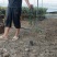 紫薇大量现货基地货源，量大从优欢迎来电洽谈合作