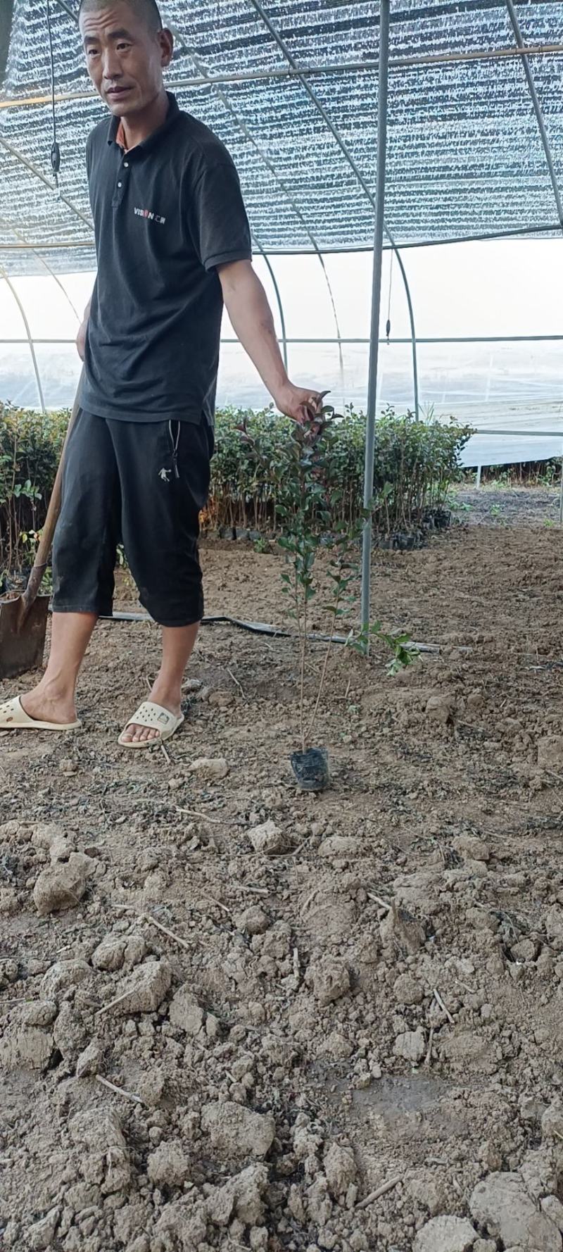 紫薇大量现货基地货源，量大从优欢迎来电洽谈合作