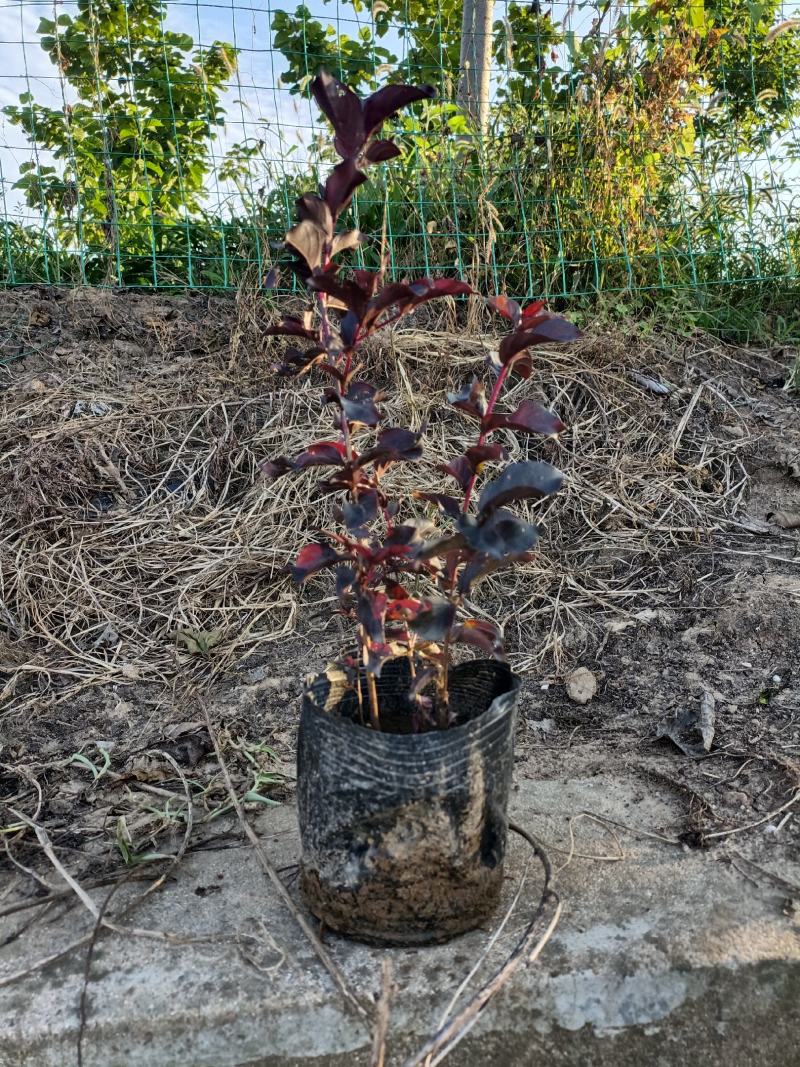紫薇大量现货基地货源，量大从优欢迎来电洽谈合作