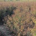 紫薇大量现货基地货源，量大从优欢迎来电洽谈合作
