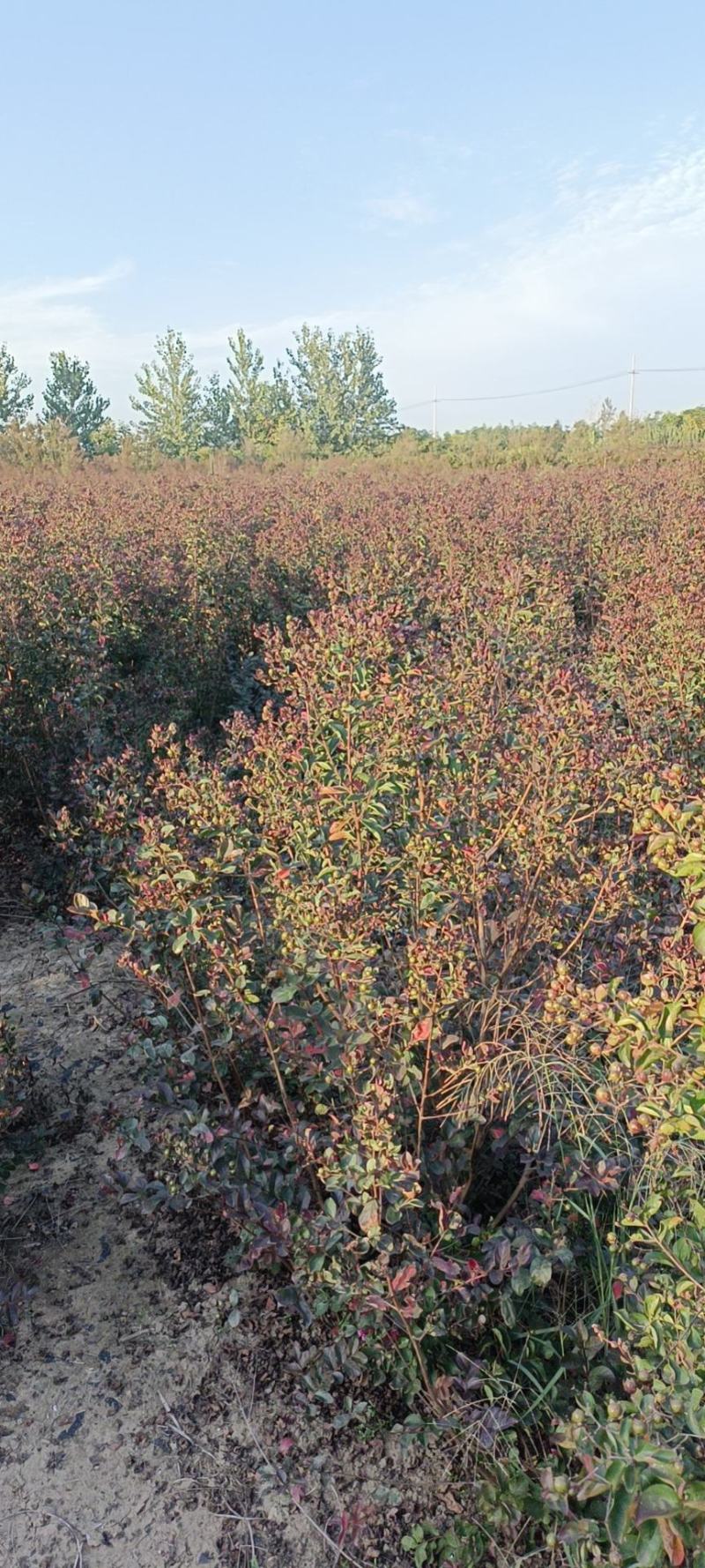 紫薇大量现货基地货源，量大从优欢迎来电洽谈合作
