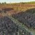 紫薇大量现货基地货源，量大从优欢迎来电洽谈合作
