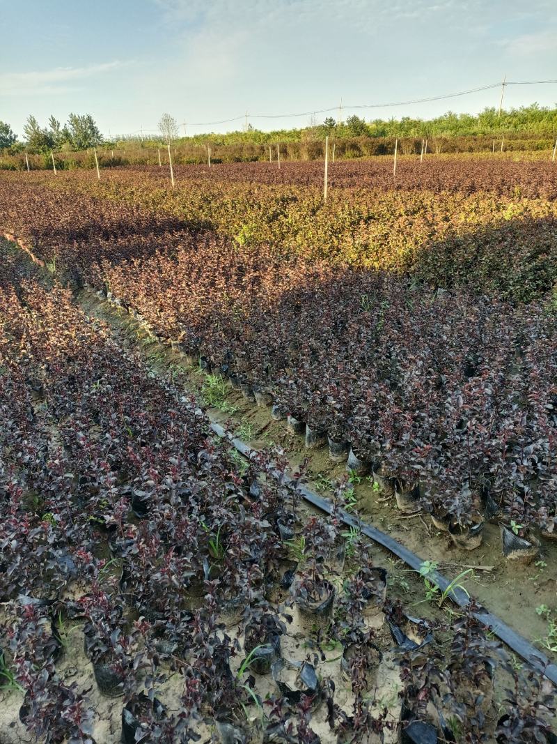 紫薇大量现货基地货源，量大从优欢迎来电洽谈合作
