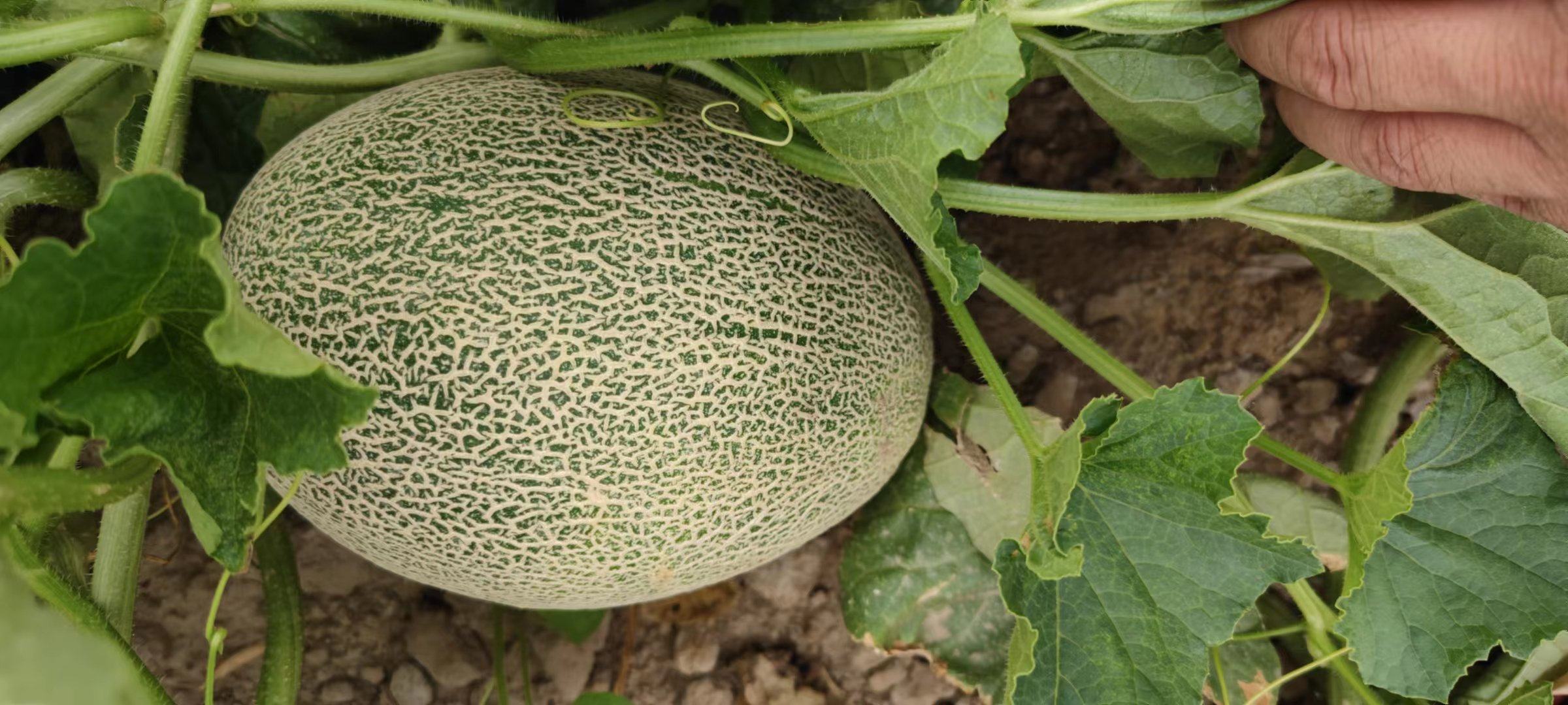 西州蜜瓜25号果实特写