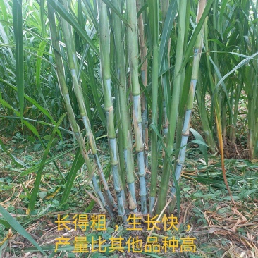 牛羊牧草金牧粮草桂牧一号甜象草皇竹草种节