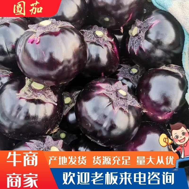 大量供应精品圆茄，个头匀实，无病虫害，支持各种包装代发全