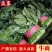 精品菠菜，无黄叶无虫眼，捆扎漂亮，株高二十到三十左右