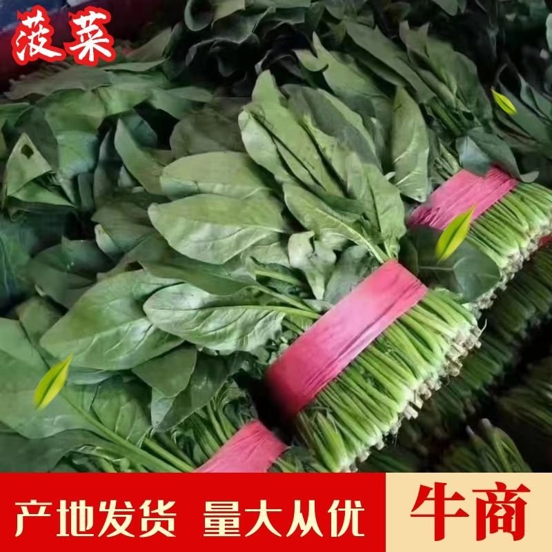 精品菠菜，无黄叶无虫眼，捆扎漂亮，株高二十到三十左右