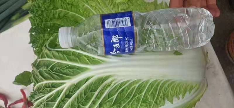 【牛商商家】精品东北黄心包心菜，货源充足，产地发货，质量保证