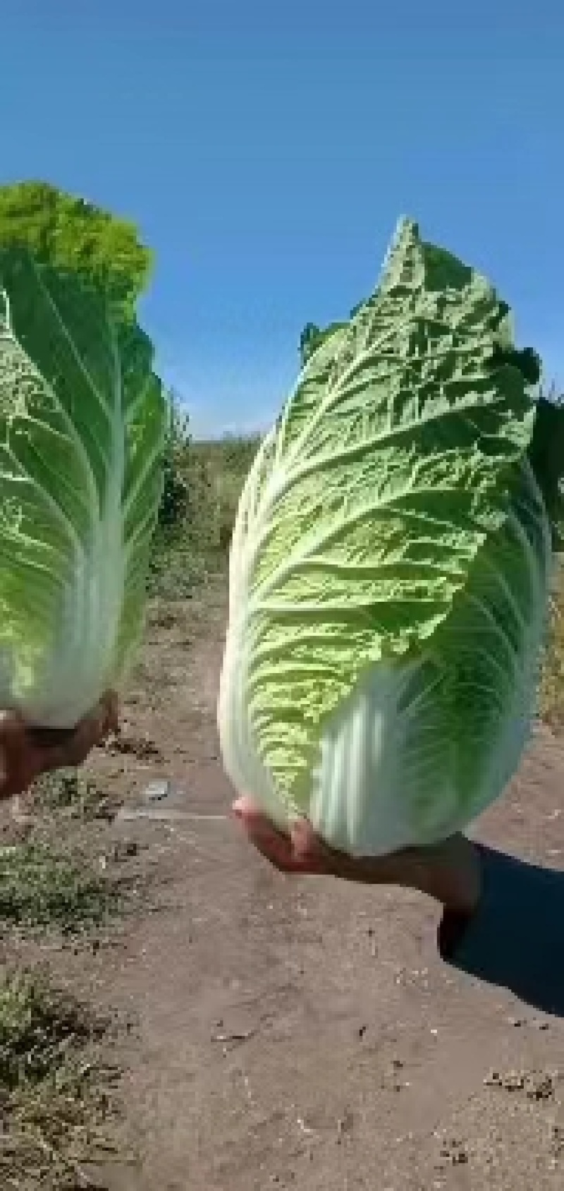 【牛商商家】精品东北黄心包心菜，货源充足，产地发货，质量保证