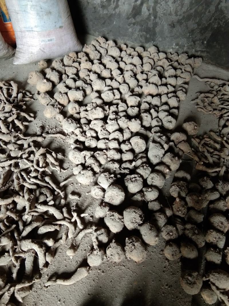 湖南省凤凰县魔芋种子