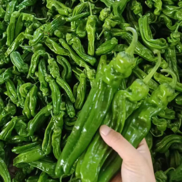 30辣椒，需要的联系
