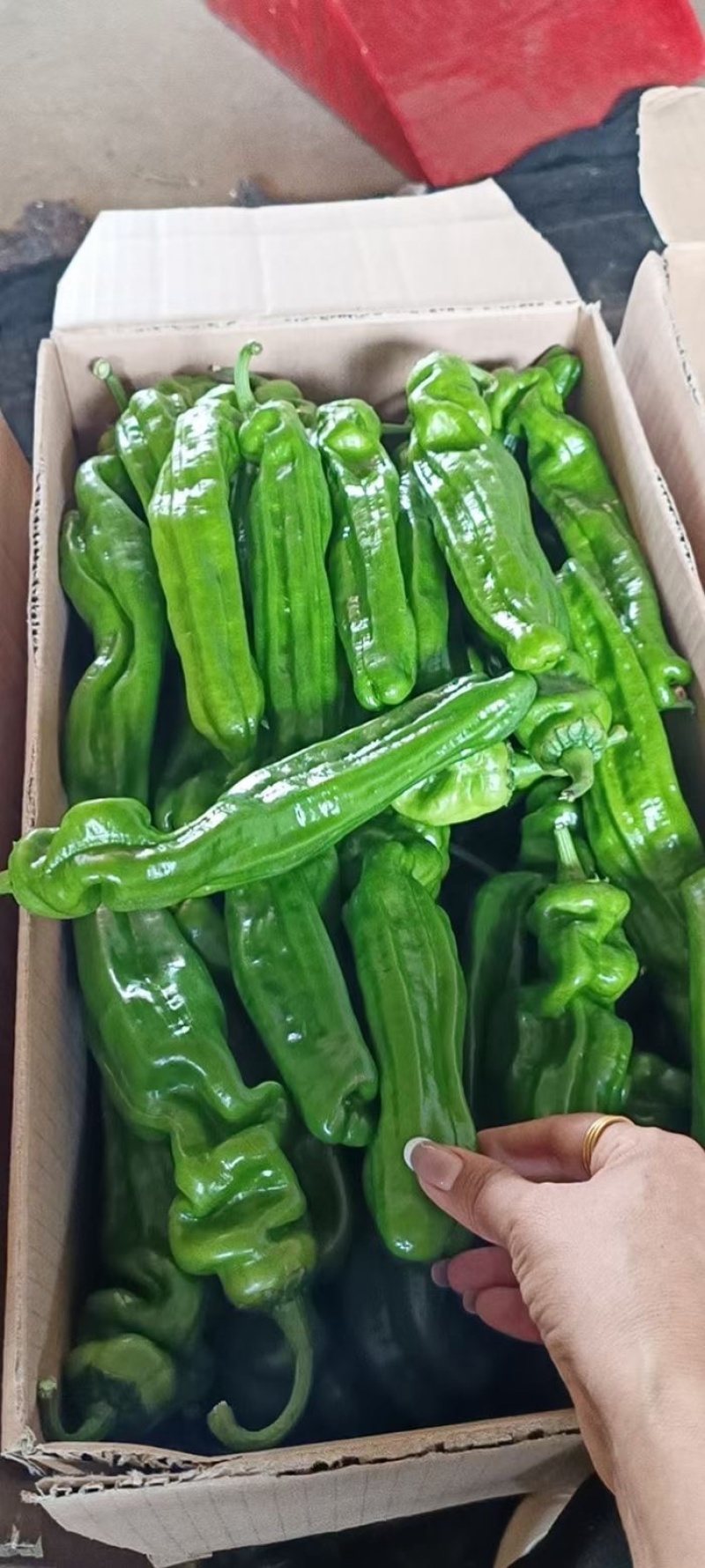 30辣椒，需要的联系