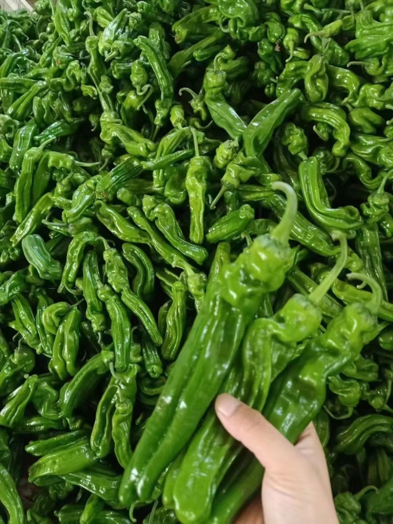 30辣椒，需要的联系