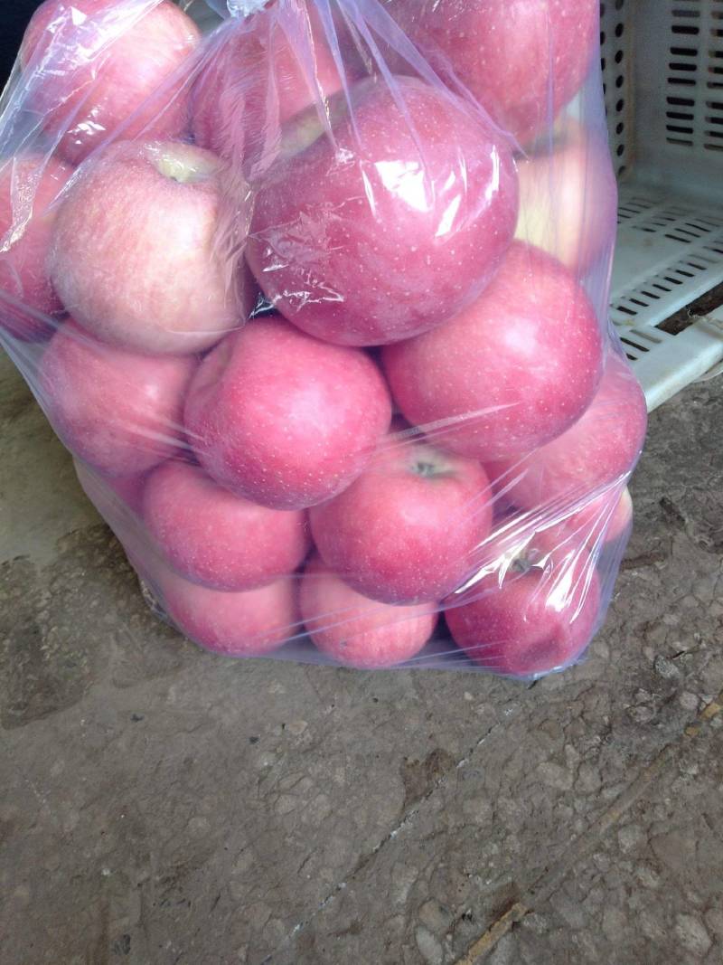 陕西精品苹果红富士大量上市个头均匀对接市场电商