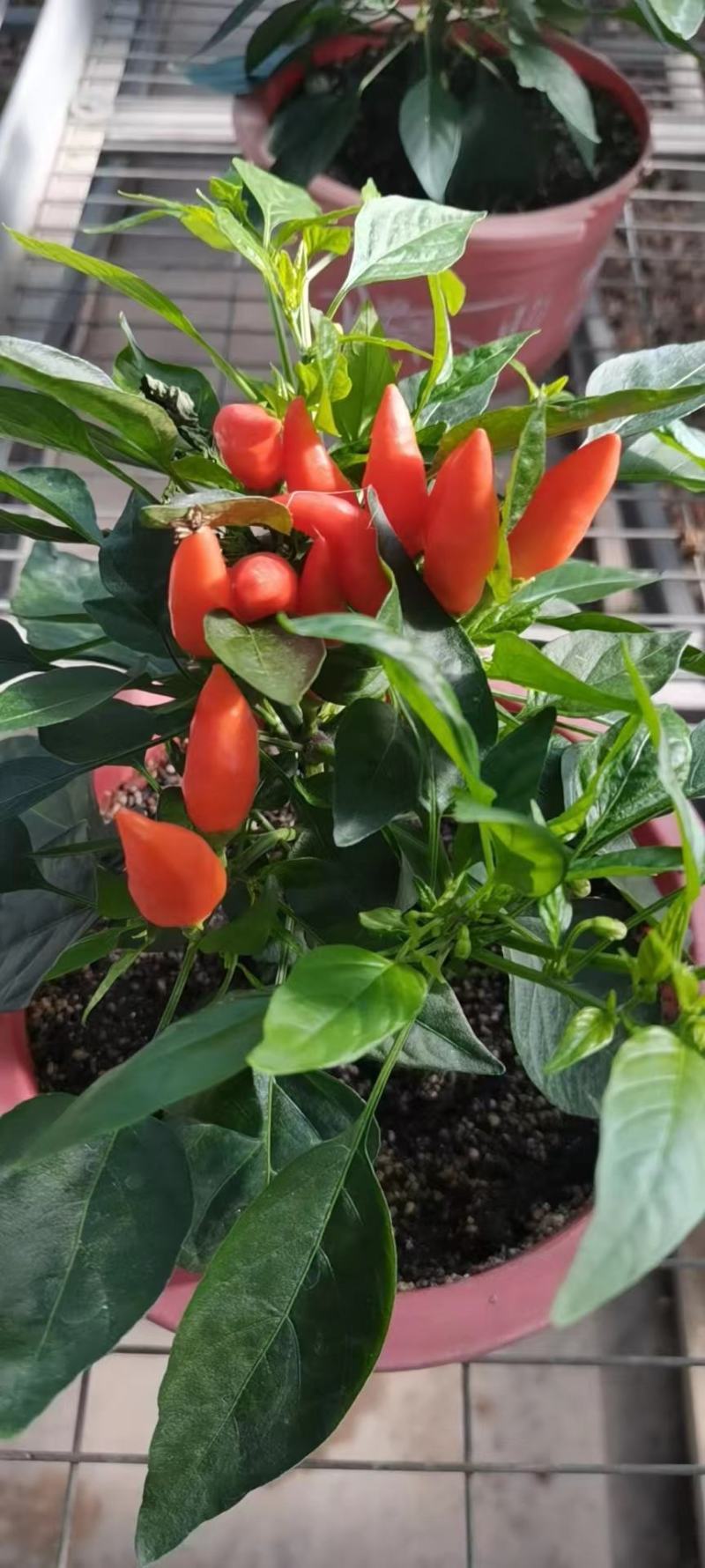 盆栽辣椒，观赏椒，五彩椒