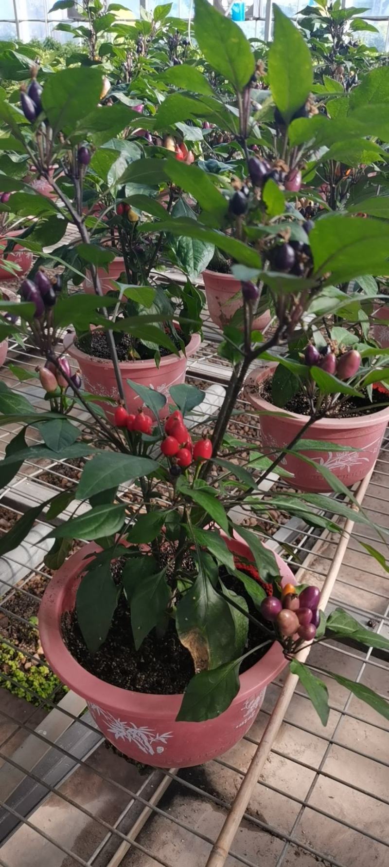 盆栽辣椒，观赏椒，五彩椒