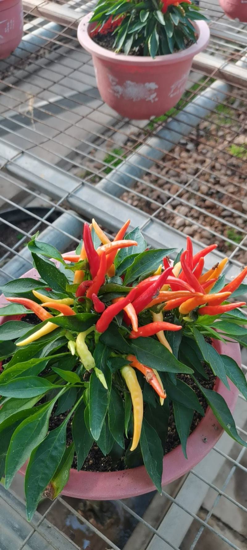 盆栽辣椒，观赏椒，五彩椒