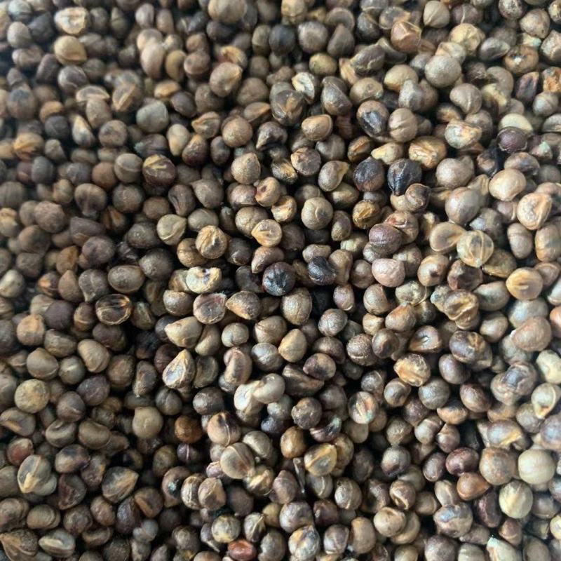 白蔹种子，正宗白心高含量白蔹，老表又叫山番薯
