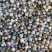 白蔹种子，正宗白心高含量白蔹，老表又叫山番薯