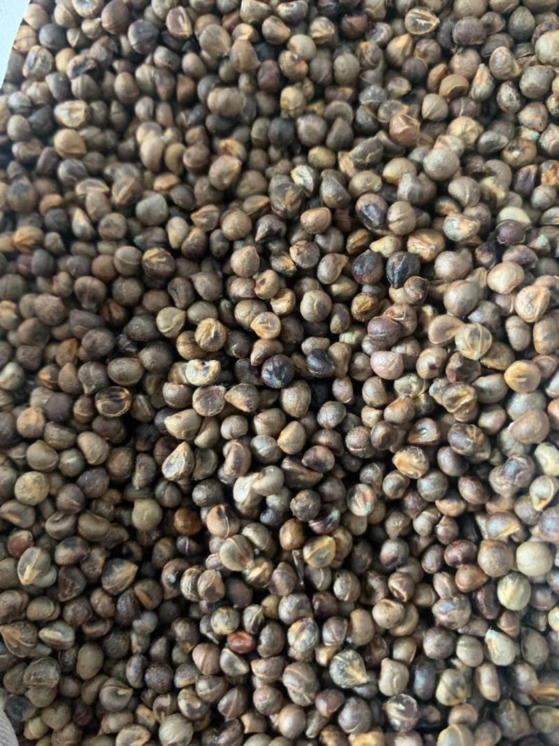 白蔹种子，正宗白心高含量白蔹，老表又叫山番薯