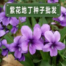 紫花地丁种子多年生花种籽子野堇菜花籽四季易活地被覆绿耐寒