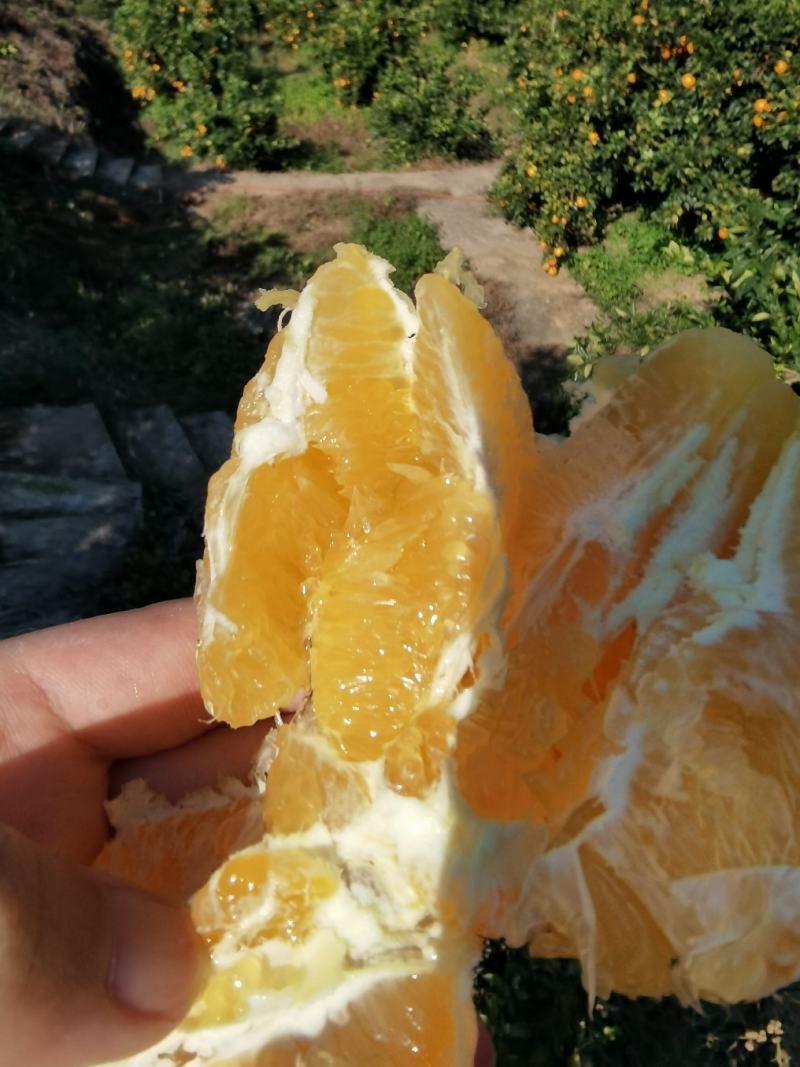 正宗赣南脐橙果园直采，对接社区团购微商电商一件代发。
