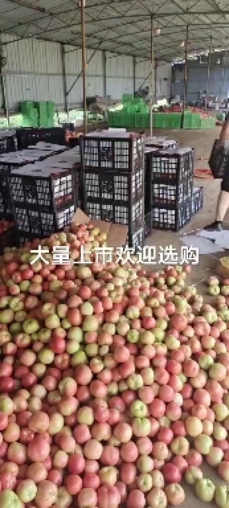 我是河北唐山乐亭，诚信代收欢迎大家来采购，免代收费，