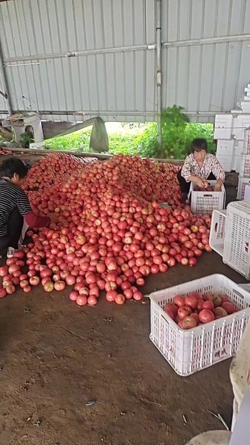 我是河北唐山乐亭，诚信代收欢迎大家来采购，免代收费，