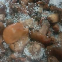 盐渍松树菌，盐渍松乳菇，㭃板！